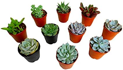 Mini pozsgás növények, Élő, Különböző Növények, 2-Es Cserepes Műanyag, 25-Pack